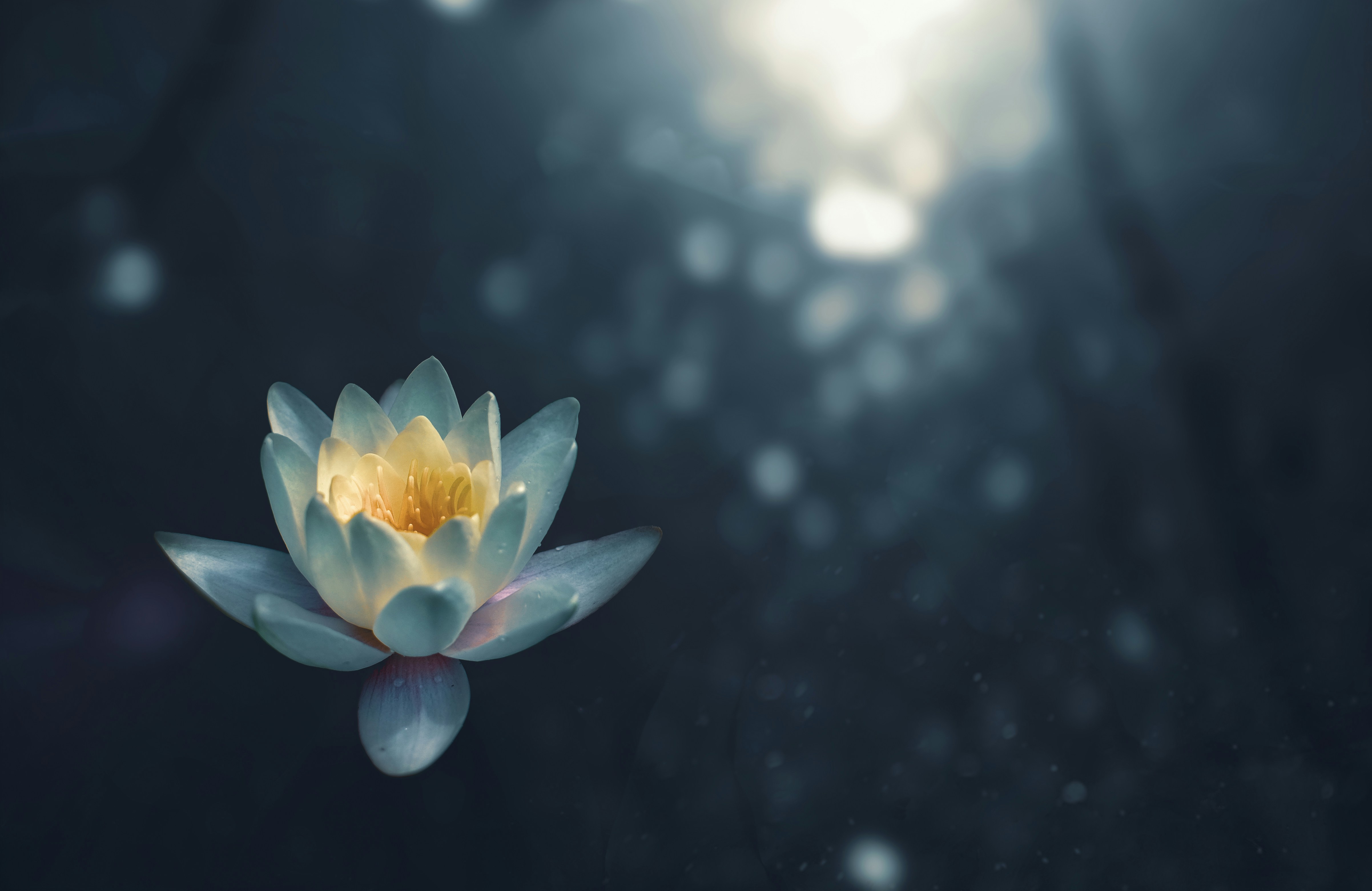 Lotus flower, symbolising a fresh start in the UK